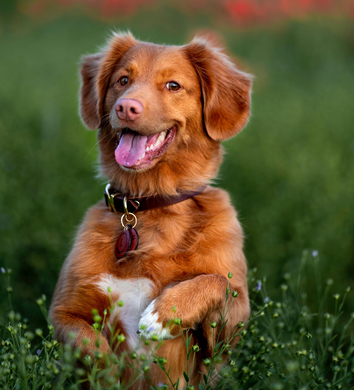 How is RFID Used in Everyday Life?