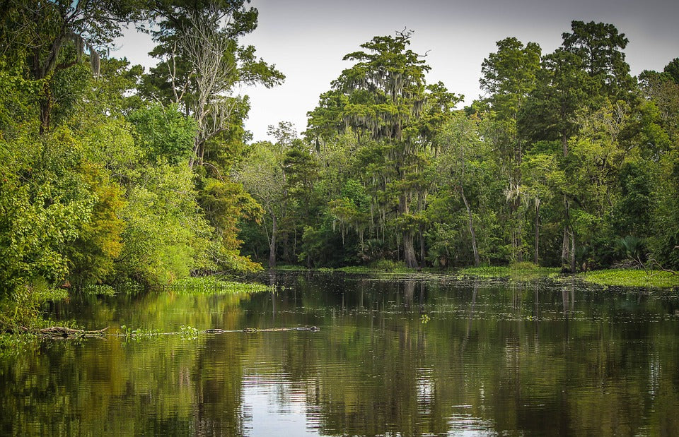 Loss Of Wetlands In The Southwestern United States