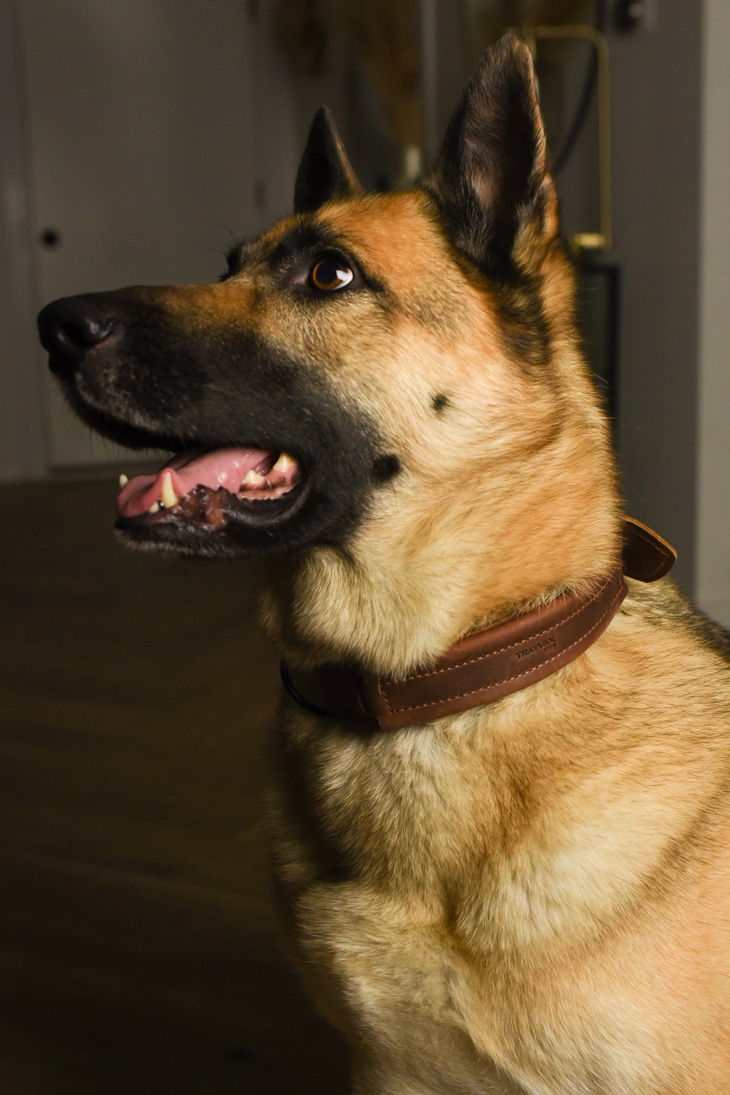 Dog Looking at Camera Showing Off His New Beast Dog Collar