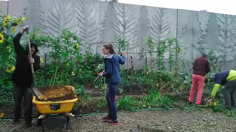 Trayvax Volunteers at York Community Farm