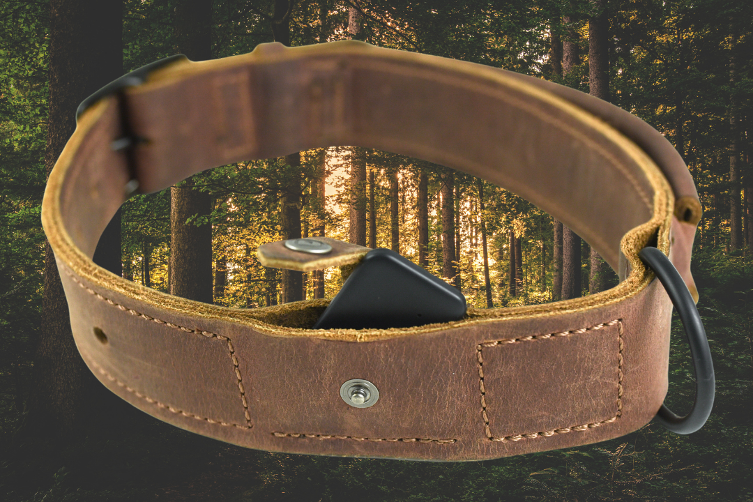 Trayvax Branded Beast Dog Collar Overlaid On Background Image of The Woods