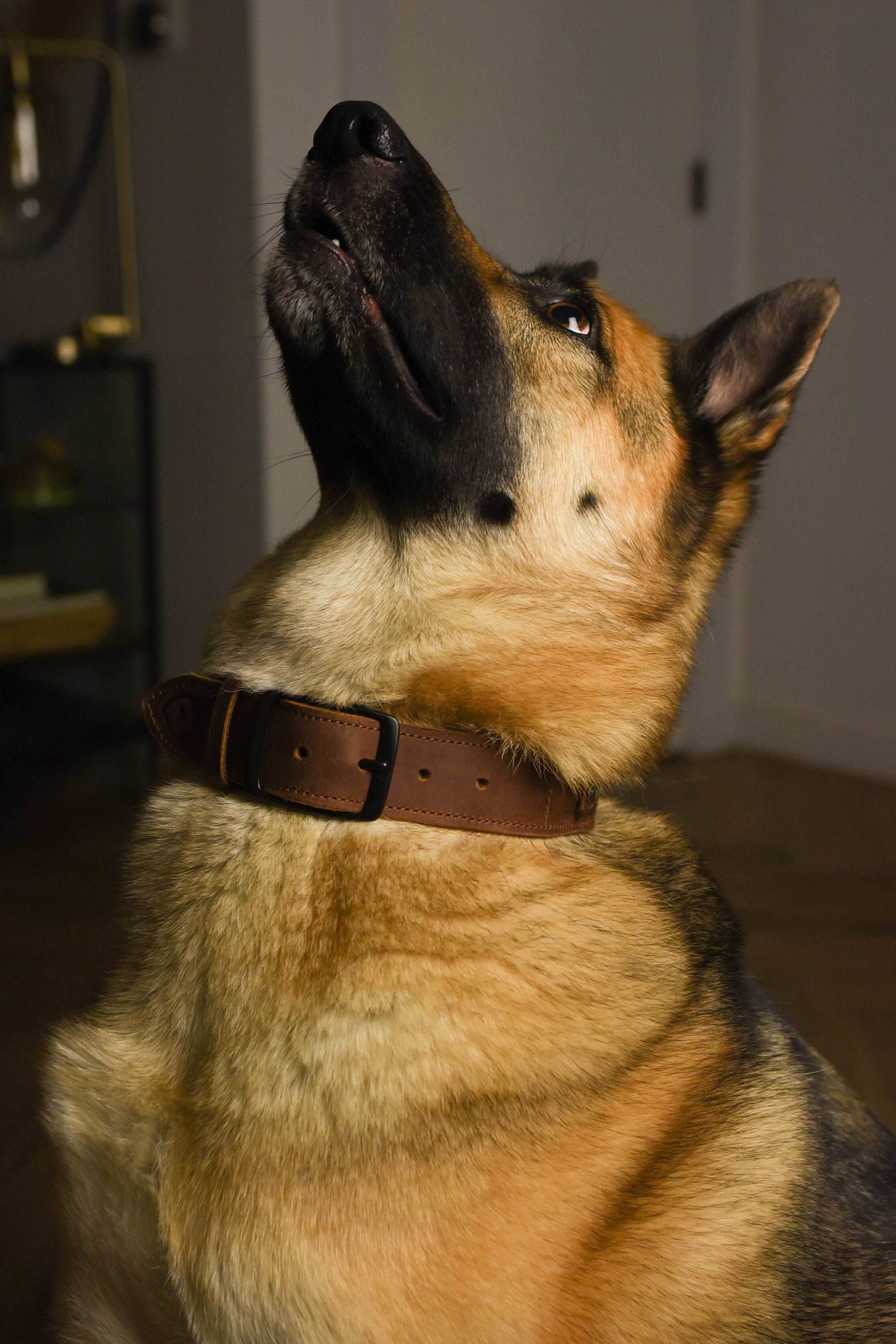 Dog Looking Up Showing His Trayvax Beast Dog Collar Off For Friends