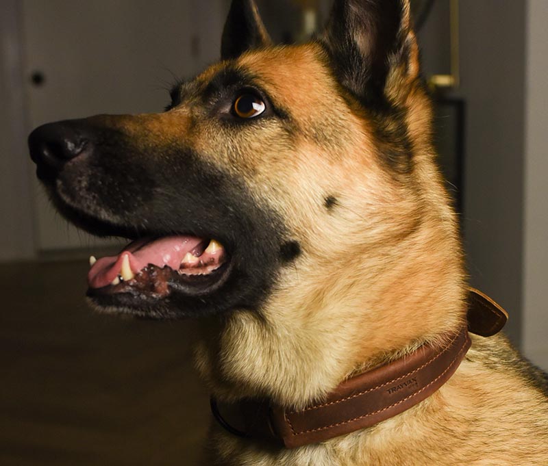 Dog with Trayvax Beast Dog Collar Around His Neck