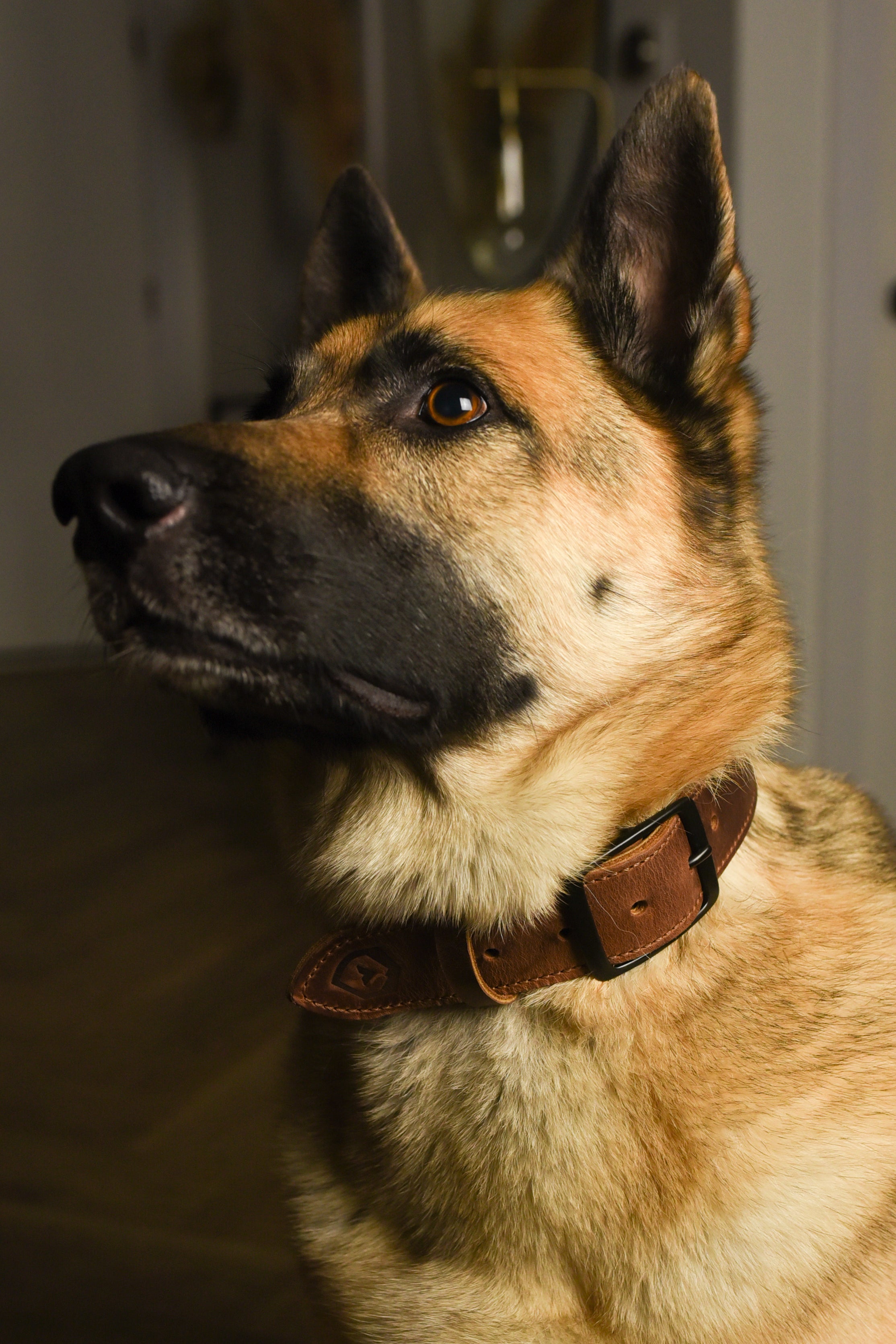 Side Profile Shot of Dog Wearing His New Beast Dog Collar From Trayvax