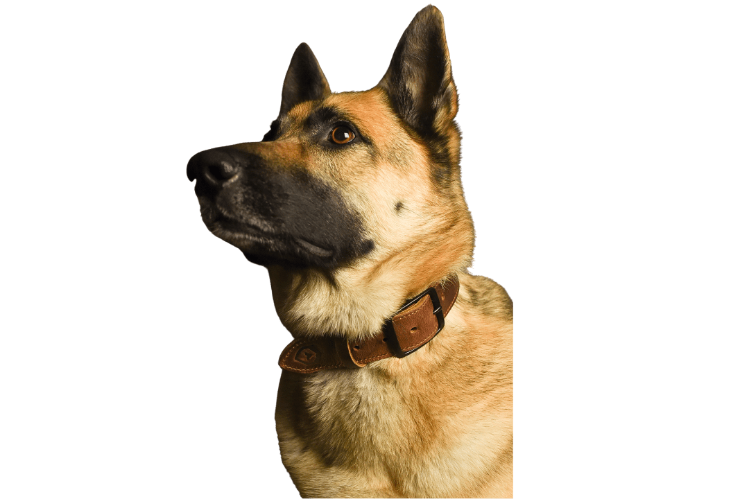 Trayvax Enterprises Dog Collar Essential Dog Collar